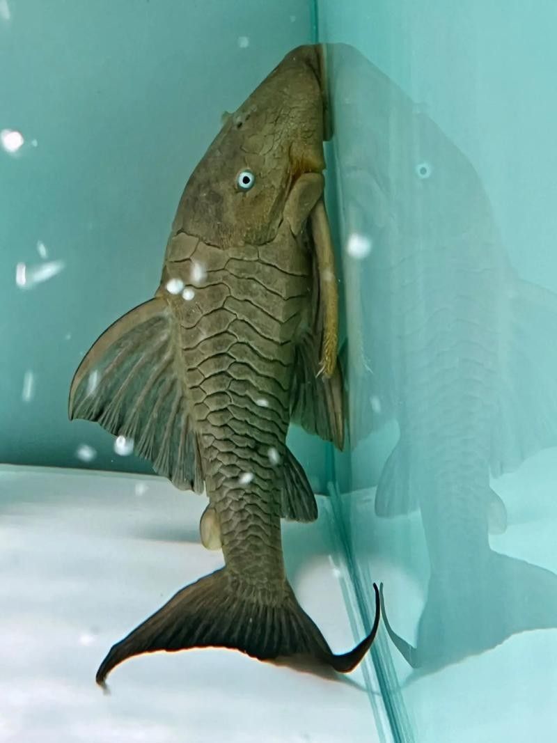 皇冠豹異型魚哪個最好（皇冠豹異型魚哪個好）