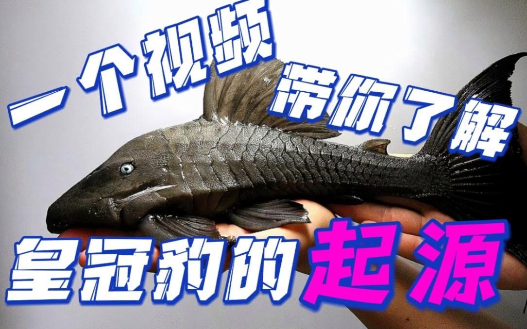 皇冠豹異型魚哪個最好（皇冠豹異型魚哪個好）