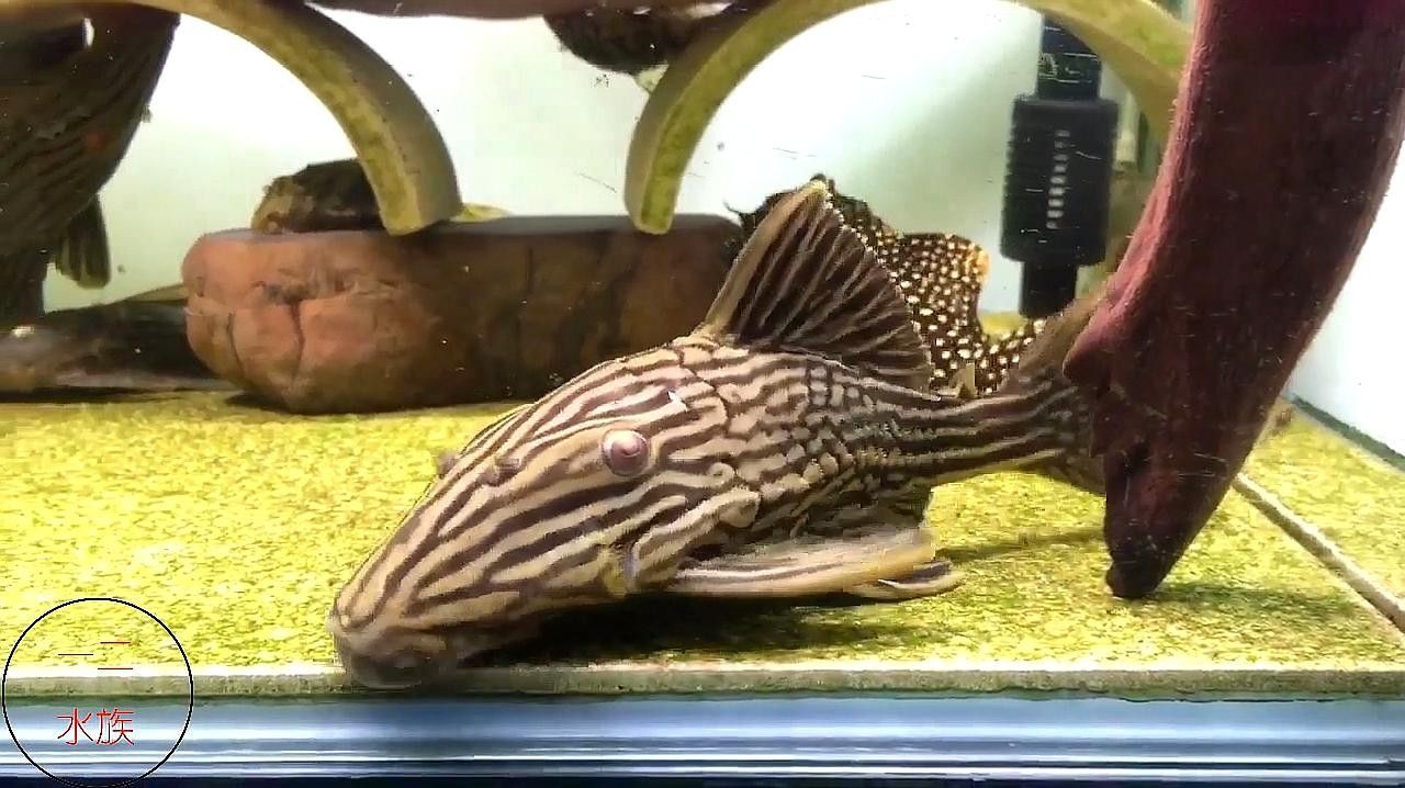 皇冠豹異型魚哪個最好（皇冠豹異型魚哪個好）