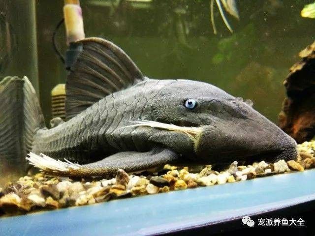 皇冠豹異型魚哪個最好（皇冠豹異型魚哪個好）