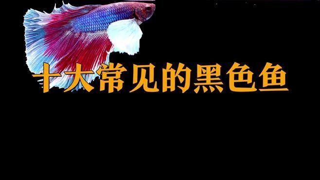 有哪些魚適合與黑食魚混養(yǎng)？ 有哪些魚適合與黑食魚混養(yǎng)？ 龍魚百科 第3張