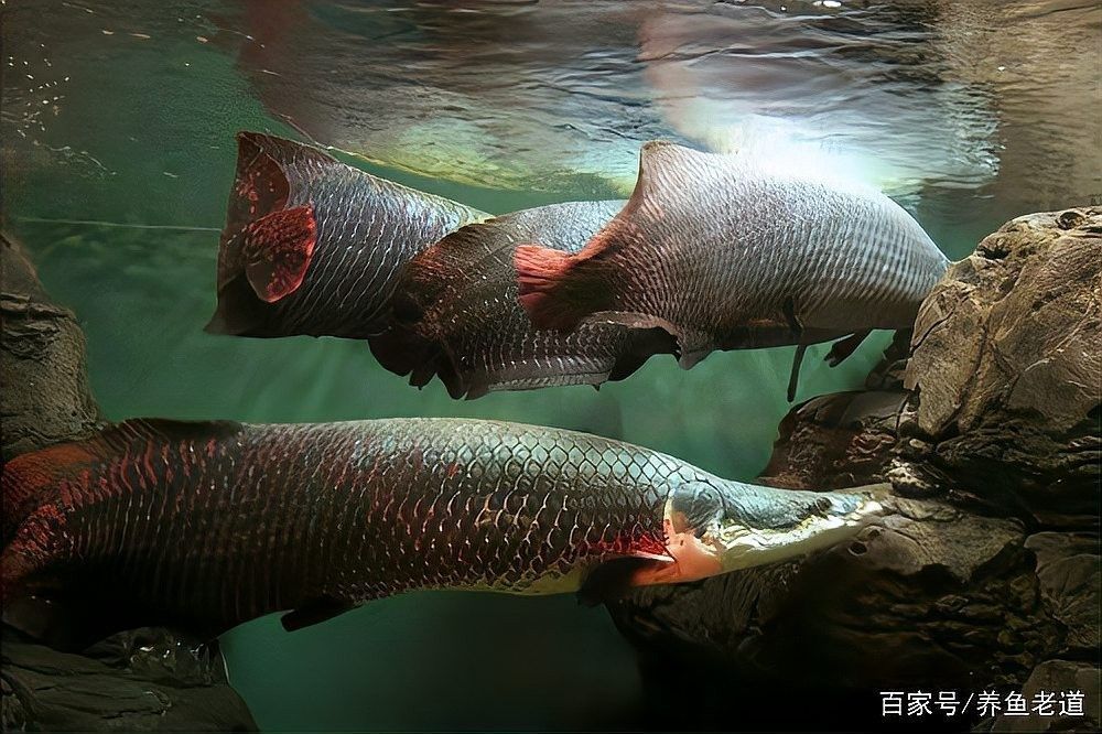有哪些魚適合與黑食魚混養(yǎng)？ 有哪些魚適合與黑食魚混養(yǎng)？ 龍魚百科 第4張