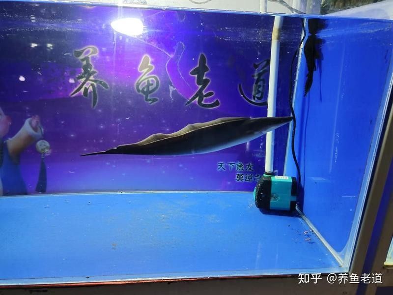 有哪些魚適合與黑食魚混養(yǎng)？ 有哪些魚適合與黑食魚混養(yǎng)？ 龍魚百科 第5張