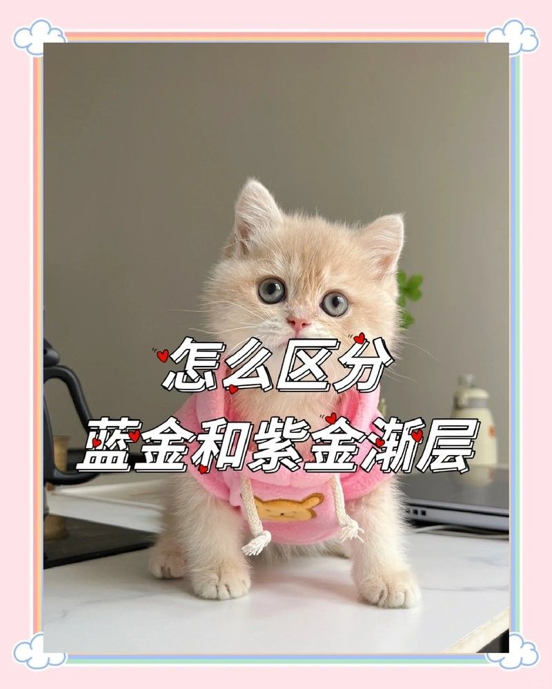 如何區分古典藍底與紫金藍底？