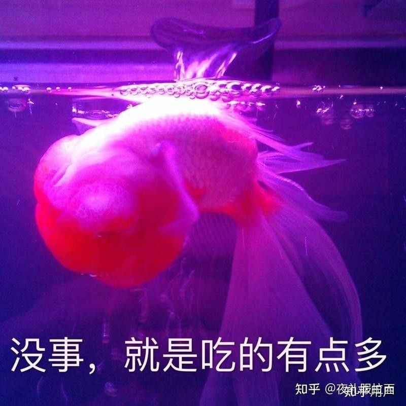 龍魚沉缸底會自己恢復嗎（龍魚為什么會沉在缸底）