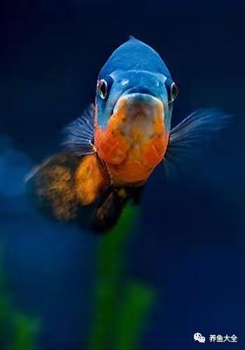 龍魚沉缸底會自己恢復嗎（龍魚為什么會沉在缸底）