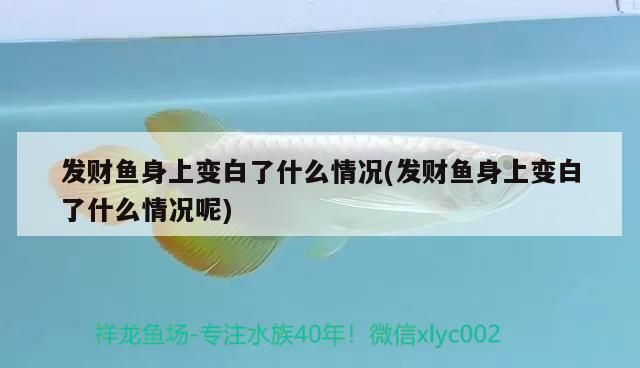 發財魚身上變白了什么情況(發財魚身上變白了什么情況呢)