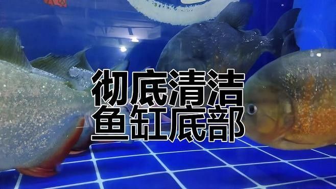 底濾系統如何設置和維護（養魚老道底濾系統保養秘籍職業打jia人在此聽）