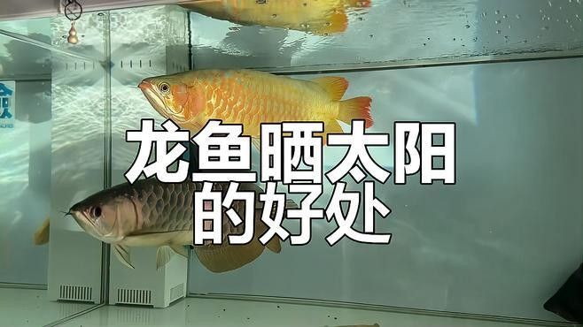哪些因素會影響紅龍魚的上色？（紅龍魚怎樣發(fā)色更好）