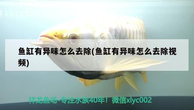 龍魚干蝦有營養(yǎng)嗎 魚缸有異味怎么去除(魚缸有異味怎么去除視頻) 觀賞魚百科 魚缸有異味怎么去除(魚缸有異味怎么去除視頻) 魚缸有異味怎么去除(魚缸有異味怎么去除視頻) 觀賞魚百科
