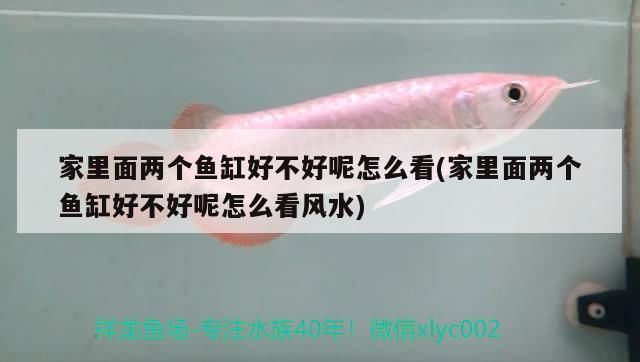 家里面兩個魚缸好不好呢怎么看(家里面兩個魚缸好不好呢怎么看風水)