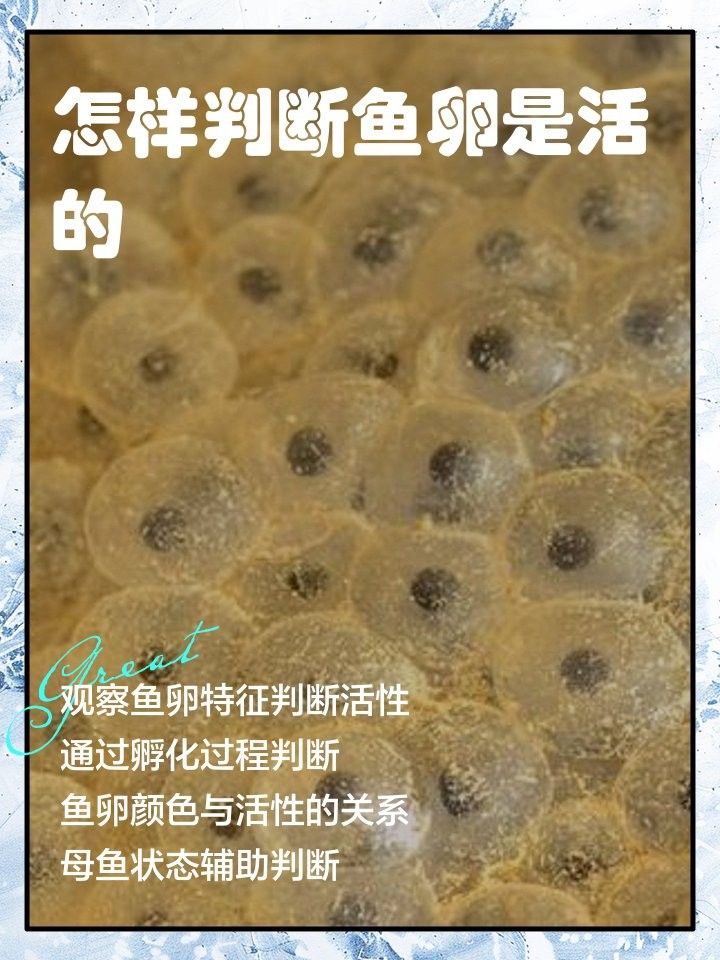 如何區(qū)分龍魚(yú)卵是否受精
