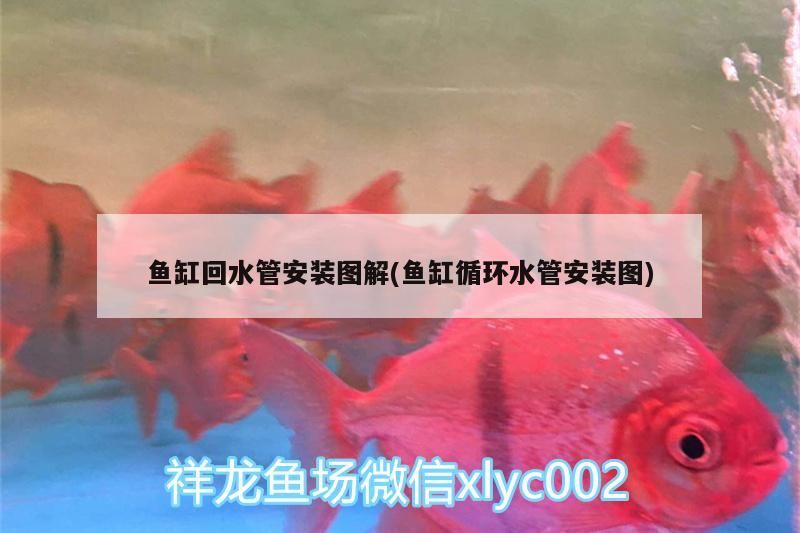 魚缸過濾器選購指南:自制魚缸過濾器魚缸上置過濾器對于養(yǎng)魚愛好者的必備知識 魚缸回水管安裝圖解(魚缸循環(huán)水管安裝圖) 觀賞魚百科 魚缸回水管安裝圖解(魚缸循環(huán)水管安裝圖) 魚缸回水管安裝圖解(魚缸循環(huán)水管安裝圖) 觀賞魚百科