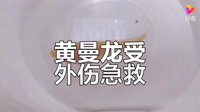 黃曼龍魚眼睛發紅如何治療？（曼龍魚眼睛發紅怎么辦）