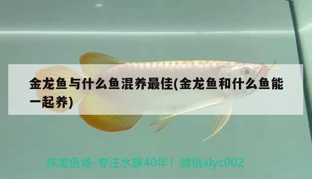 金龍魚與什么魚混養最佳(金龍魚和什么魚能一起養)