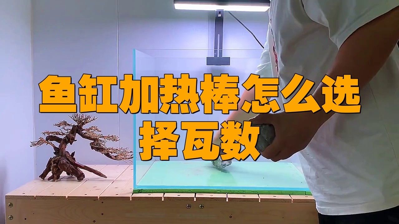 白色金龍魚需要多大的加熱器？ 白色金龍魚需要多大的加熱器？ 龍魚百科 第4張