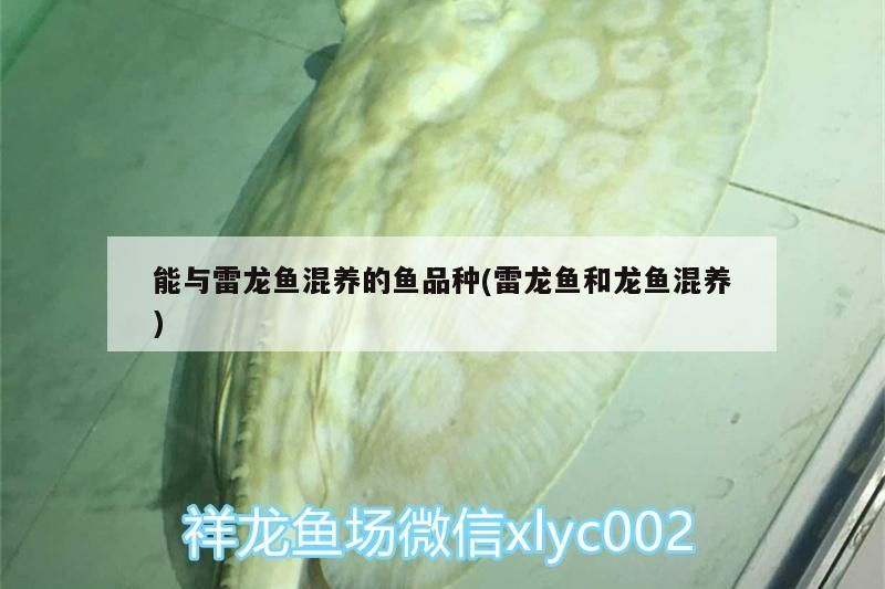 能與雷龍魚混養的魚品種(雷龍魚和龍魚混養)