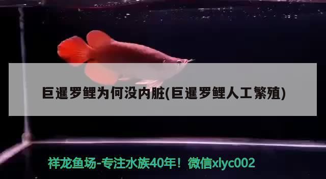 巨暹羅鯉為何沒內臟(巨暹羅鯉人工繁殖)