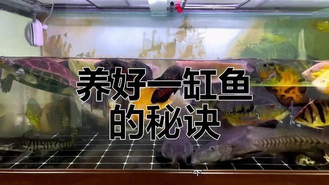 混養(yǎng)期間如何減少沖突？