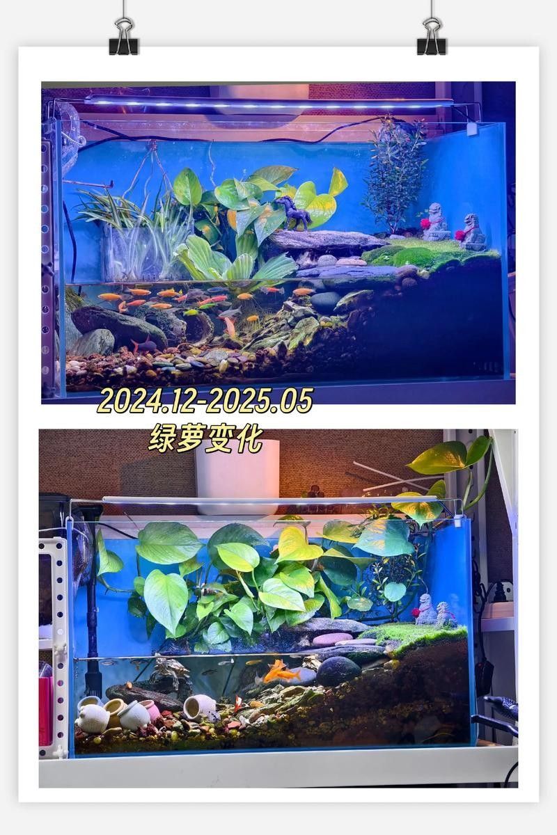 混養(yǎng)期間如何減少沖突？