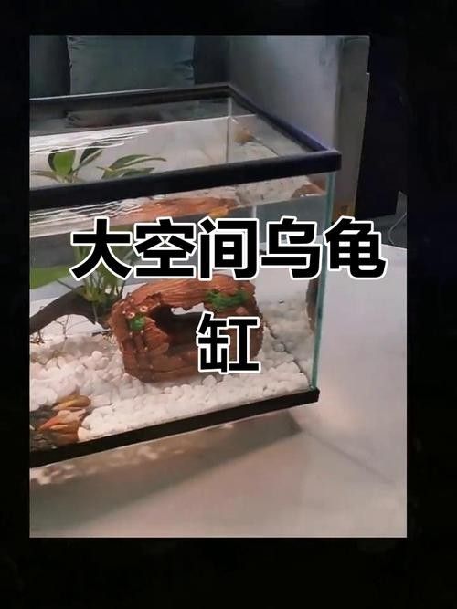 混養(yǎng)期間如何減少沖突？