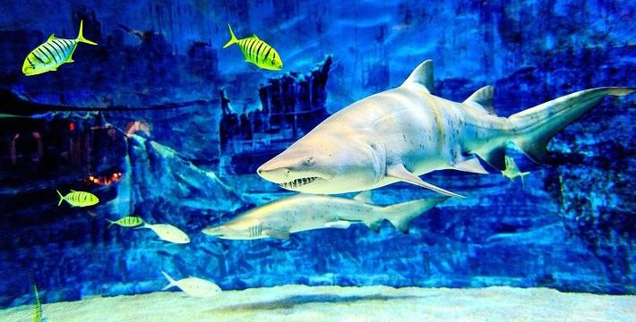 磐石哪個水族館龍魚好？祥龍魚場龍魚