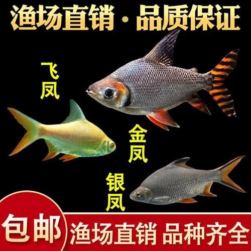 如何判斷飛鳳魚是否被金龍魚攻擊？（如何判斷飛鳳魚是否被金龍魚攻擊） 如何判斷飛鳳魚是否被金龍魚攻擊？（如何判斷飛鳳魚是否被金龍魚攻擊） 龍魚百科 第5張