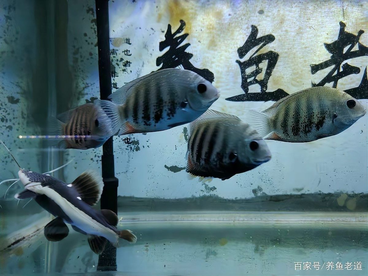 龍魚立鱗病復(fù)發(fā)后需要隔離嗎 龍魚立鱗病復(fù)發(fā)后需要隔離嗎 龍魚百科 第2張