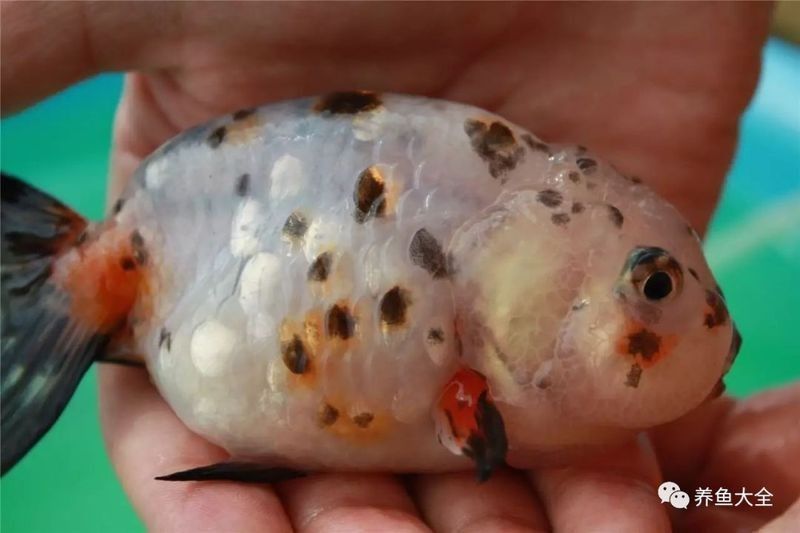 龍魚立鱗病復(fù)發(fā)后需要隔離嗎 龍魚立鱗病復(fù)發(fā)后需要隔離嗎 龍魚百科 第4張