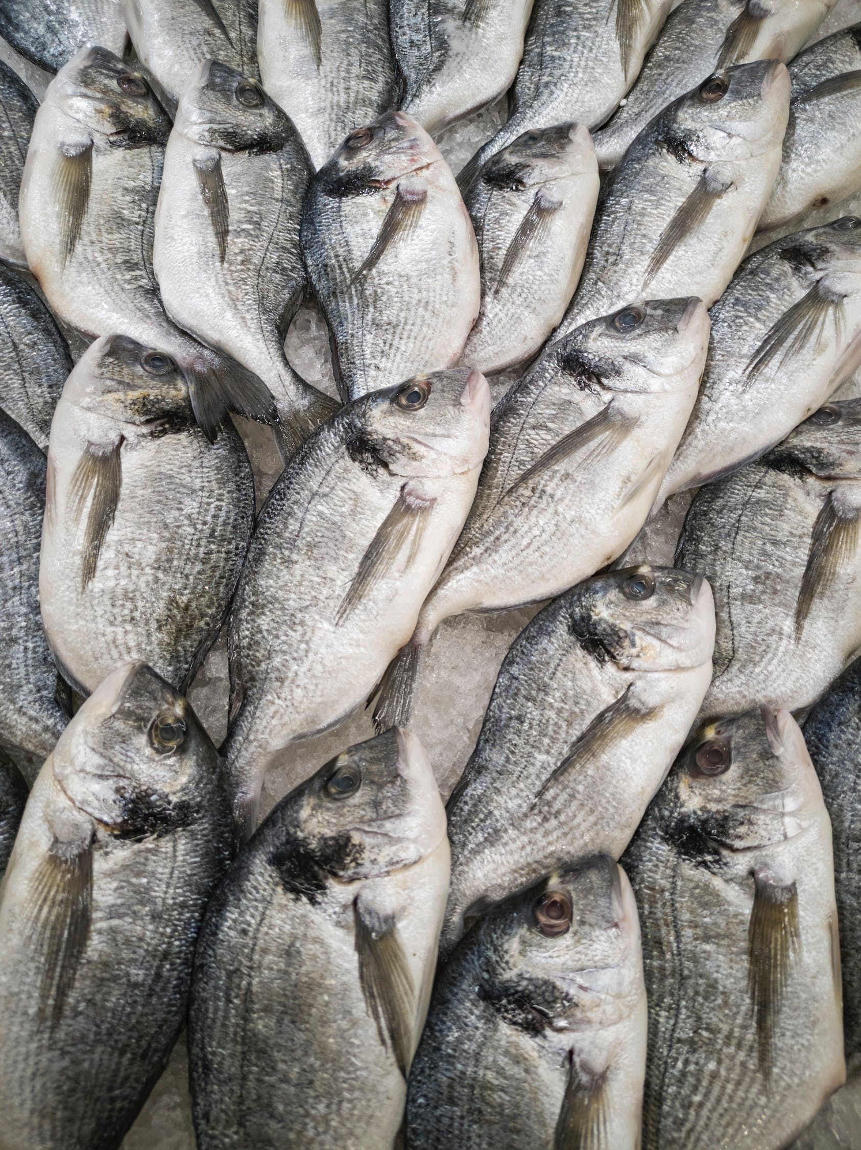 入缸三天強行開口釣魚執法
