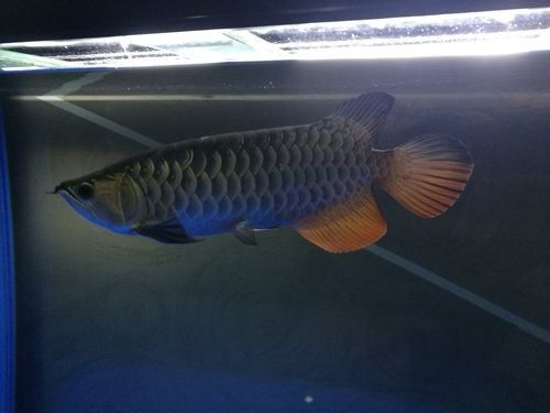 金龍魚褪色后還能恢復原色嗎