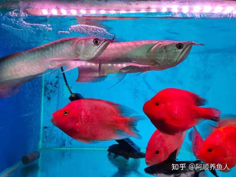 金龍魚褪色后還能恢復原色嗎