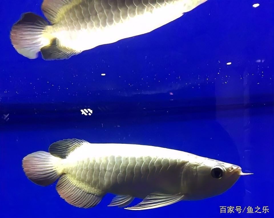 藍麒麟金龍魚適合新手養(yǎng)嗎（藍麒麟金龍魚好養(yǎng)嗎新手如何輕松駕馭水中貴族友寵）