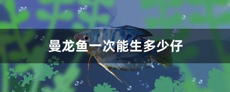 曼龍魚一次能生多少仔 曼龍魚一次能生多少仔 觀賞魚百科