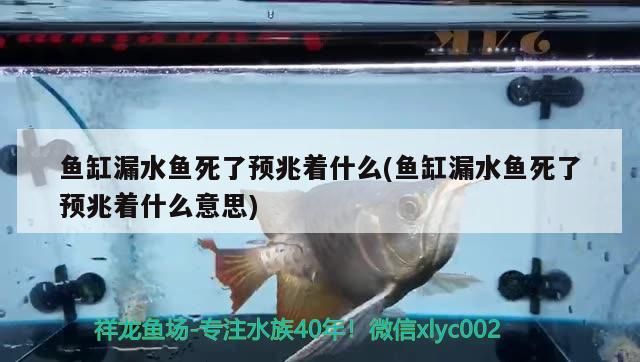 魚缸漏水魚死了預兆著什么(魚缸漏水魚死了預兆著什么意思)