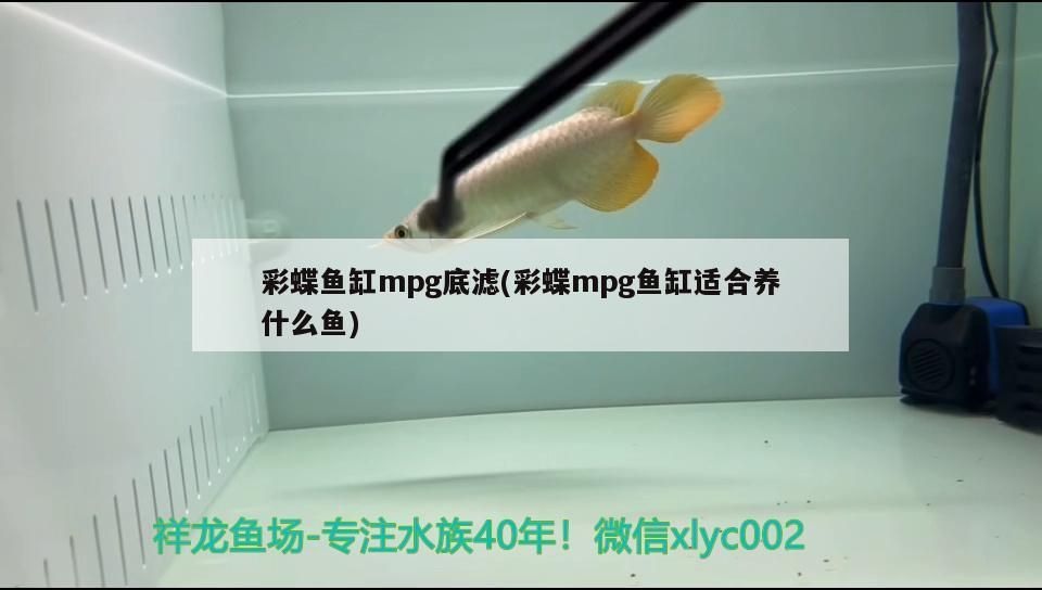 彩蝶魚(yú)缸mpg底濾(彩蝶mpg魚(yú)缸適合養(yǎng)什么魚(yú))（彩蝶魚(yú)缸mpg底濾） 彩蝶魚(yú)缸mpg底濾(彩蝶mpg魚(yú)缸適合養(yǎng)什么魚(yú))（彩蝶魚(yú)缸mpg底濾） 觀賞魚(yú)百科