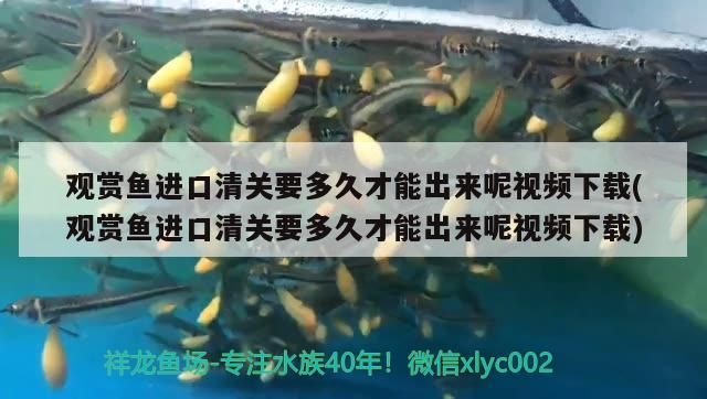 鱈龍魚的做法大全竅門（鱈龍魚的做法大全竅門圖片）