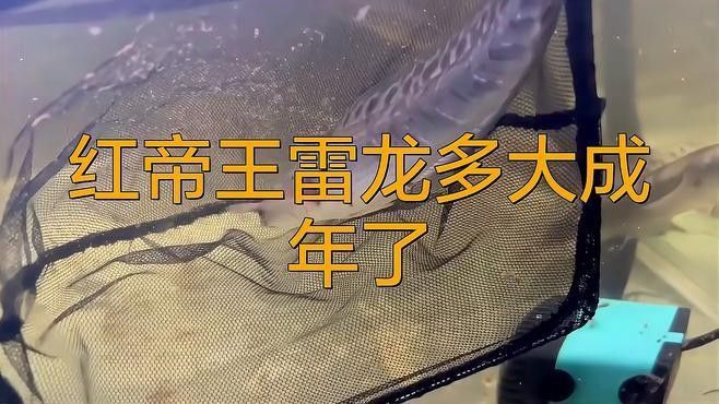 紅帝王雷龍魚能長多大？（紅帝王雷龍魚的最佳養殖溫度是多少網友:小心被卡死）