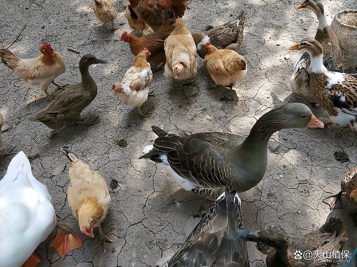 混養時如何減少沖突
