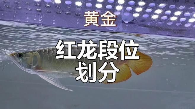 如何區(qū)分紅龍的不同等級(jí)？（《魔獸世界》如何區(qū)分紅龍不同等級(jí)） 如何區(qū)分紅龍的不同等級(jí)？（《魔獸世界》如何區(qū)分紅龍不同等級(jí)） 龍魚(yú)百科 第2張
