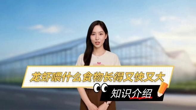 龍蝦喂什么食物長得又快又大