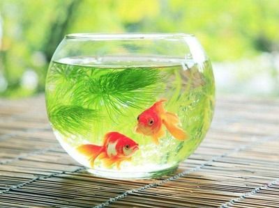 龍魚記錄（魚友說：漂亮,北京老寧魚友說：漂亮,北京老寧魚友說：不錯(cuò)）