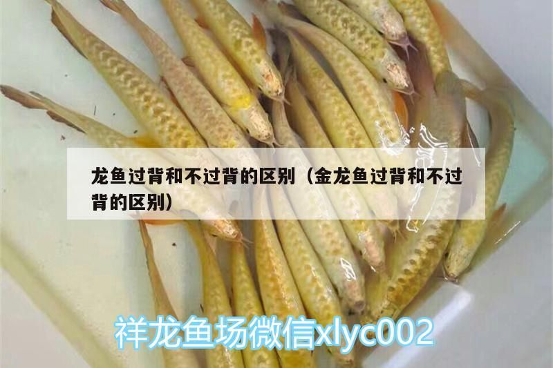 高背金龍魚 龍魚過背和不過背的區別(金龍魚過背和不過背的區別) 觀賞魚百科 龍魚過背和不過背的區別(金龍魚過背和不過背的區別) 龍魚過背和不過背的區別(金龍魚過背和不過背的區別) 觀賞魚百科