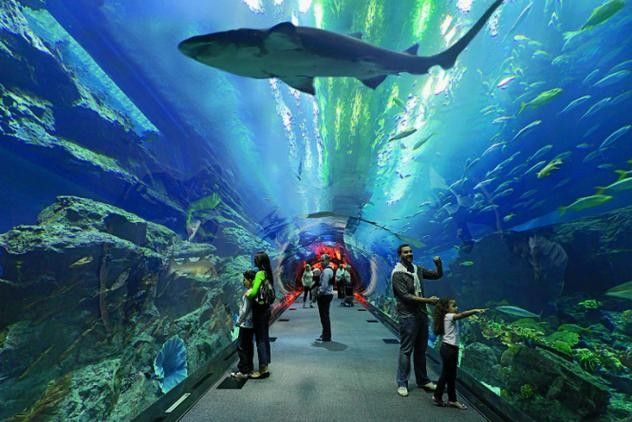 南寧哪個水族館龍魚好？祥龍魚場龍魚