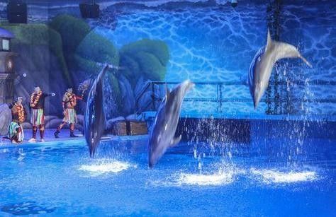 南寧哪個水族館龍魚好？祥龍魚場龍魚