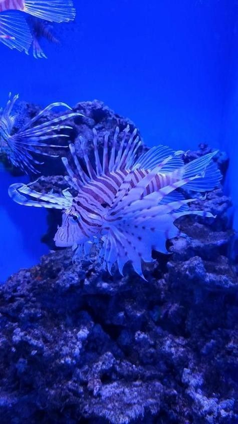 南寧哪個水族館龍魚好？祥龍魚場龍魚