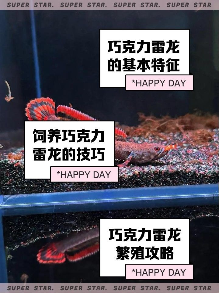 如何區分七彩雷龍和巧克力雷龍（七彩雷龍與巧克力雷龍的區別）