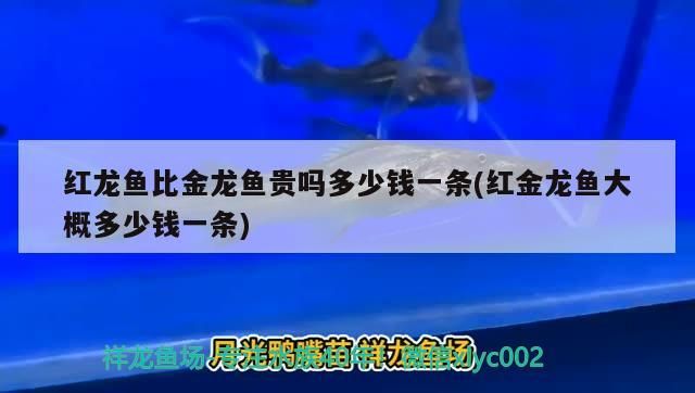 金頭過背金龍魚 紅龍魚比金龍魚貴嗎多少錢一條(紅金龍魚大概多少錢一條) 觀賞魚百科 紅龍魚比金龍魚貴嗎多少錢一條(紅金龍魚大概多少錢一條) 紅龍魚比金龍魚貴嗎多少錢一條(紅金龍魚大概多少錢一條) 觀賞魚百科