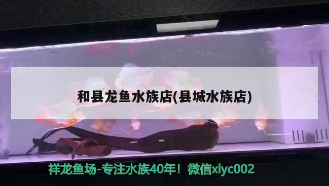 和縣龍魚水族店(縣城水族店)（和縣龍魚水族店）