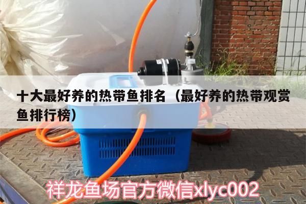 十大最好養的熱帶魚排名（最好養的熱帶觀賞魚排行榜）